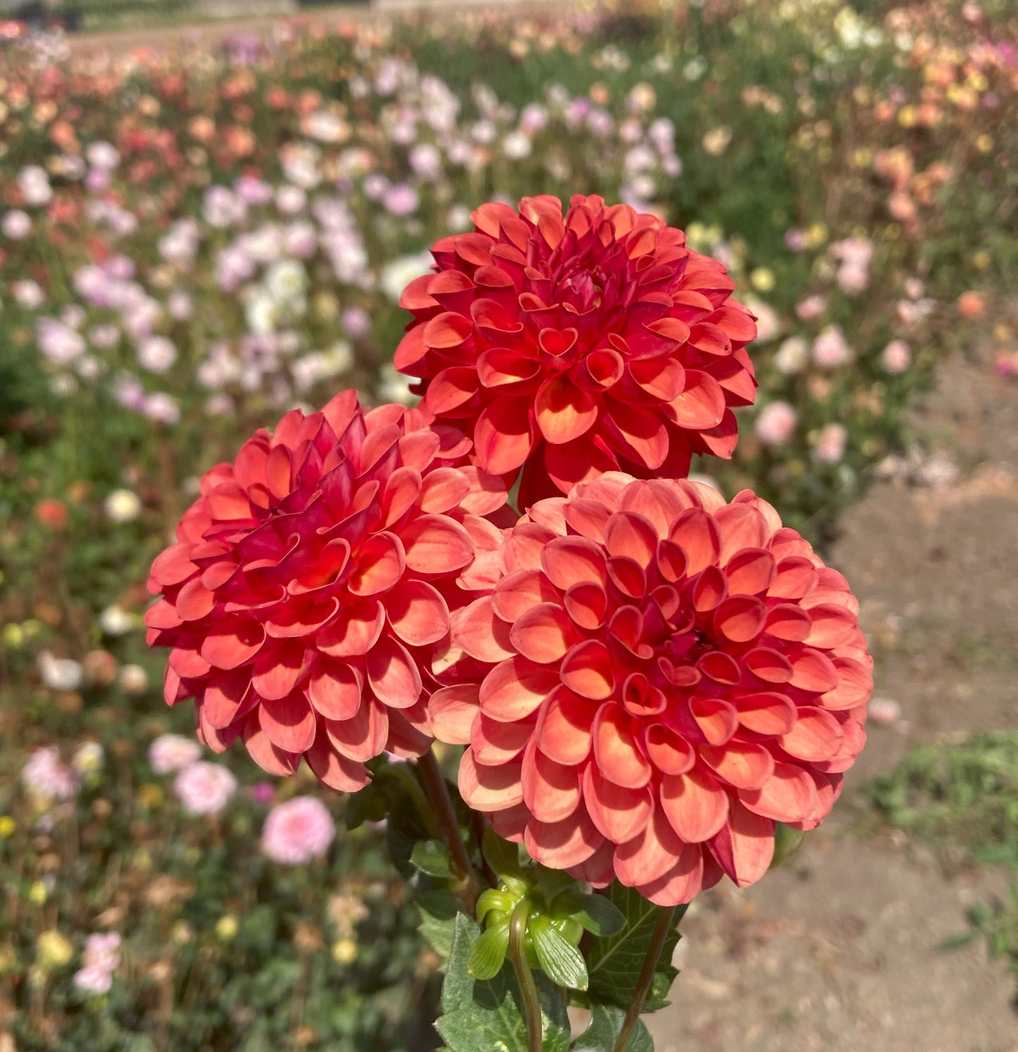 Valley Rust Bucket